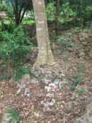 画像: ここにしかないのかな?