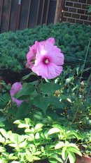 画像: 熱風地獄に華