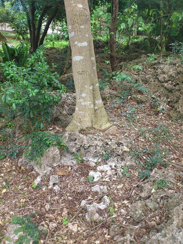 画像: ここにしかないのかな？