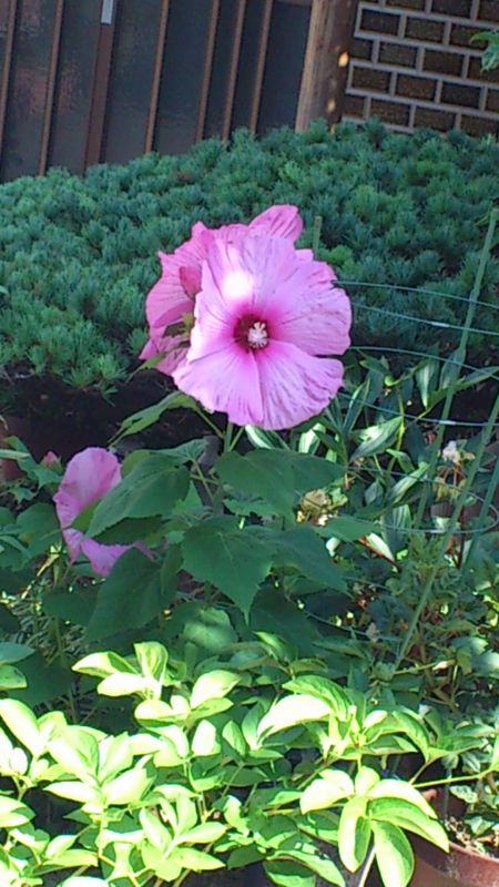 画像: 熱風地獄に華